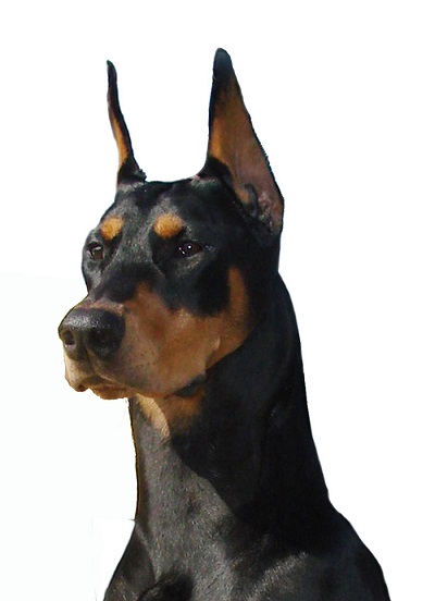Cabeza-Dobermann2